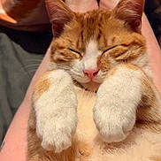 Mr Bojangles is registered to the contest to win money with this photo: cat, orange_cat, white_paws, sleeping, cute, pet, feline, relaxed, close_up, fur, whiskers, pink_nose, domestic_animal, indoor, animal, resting, soft, paws, adorable, lap