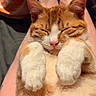 cat, orange_cat, white_paws, sleeping, cute, pet, feline, relaxed, close_up, fur, whiskers, pink_nose, domestic_animal, indoor, animal, resting, soft, paws, adorable, lap