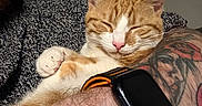 Mr Bojangles joined the competition — help win amazing prizes! cat, ginger_cat, sleeping, tattoo, smartwatch, arm, indoor, door, person, furniture, cozy, resting, pet, animal, whiskers, paw, pink_nose, fur, relaxation, casual