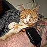 cat, ginger_cat, sleeping, tattoo, smartwatch, arm, indoor, door, person, furniture, cozy, resting, pet, animal, whiskers, paw, pink_nose, fur, relaxation, casual