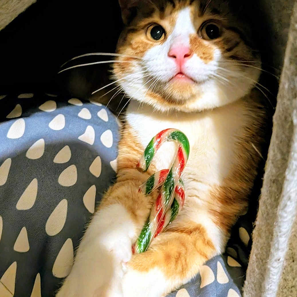 Mr Bojangles
