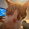 Mr Bojangles is registered to the contest to win money with this photo: cat, orange_cat, white_cat, close_up, indoor, sleepy, pet, fur, whiskers, nose, ears, television, furniture, living_room, cozy, blurred_background, domestic, animal, cute, relaxed