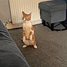 Mr Bojangles is registered to the contest to win money with this photo: cat, orange_cat, white_cat, standing, carpet, ottoman, radiator, curtain, indoor, furniture, pet, animal, home, room, floor, curtains, cozy, blurry, curious, domestic_cat