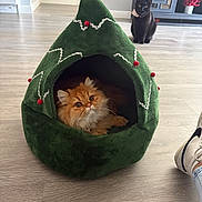 Benny joined the competition — help win amazing prizes! cat, orange_cat, black_cat, cat_bed, christmas_tree_bed, indoor, floor, furniture, decor, person_leg, sneaker, pet, animal, cozy, cute, fluffy, sitting, looking, home, relaxed