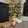 Benny joined the competition — help win amazing prizes! cat, ginger_cat, fluffy, christmas_tree, ornaments, christmas_lights, tree_skirt, floor, wooden_floor, fireplace, stocking, holiday, decorations, indoor, pet, relaxed, festive, cozy, winter, celebration