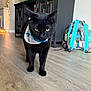 cat, black_cat, bandana, floor, wooden_floor, cabinet, backpack, indoor, pet, animal, feline, walking, yellow_eyes, curious, home, modern, decor, lighting, close_up, focus