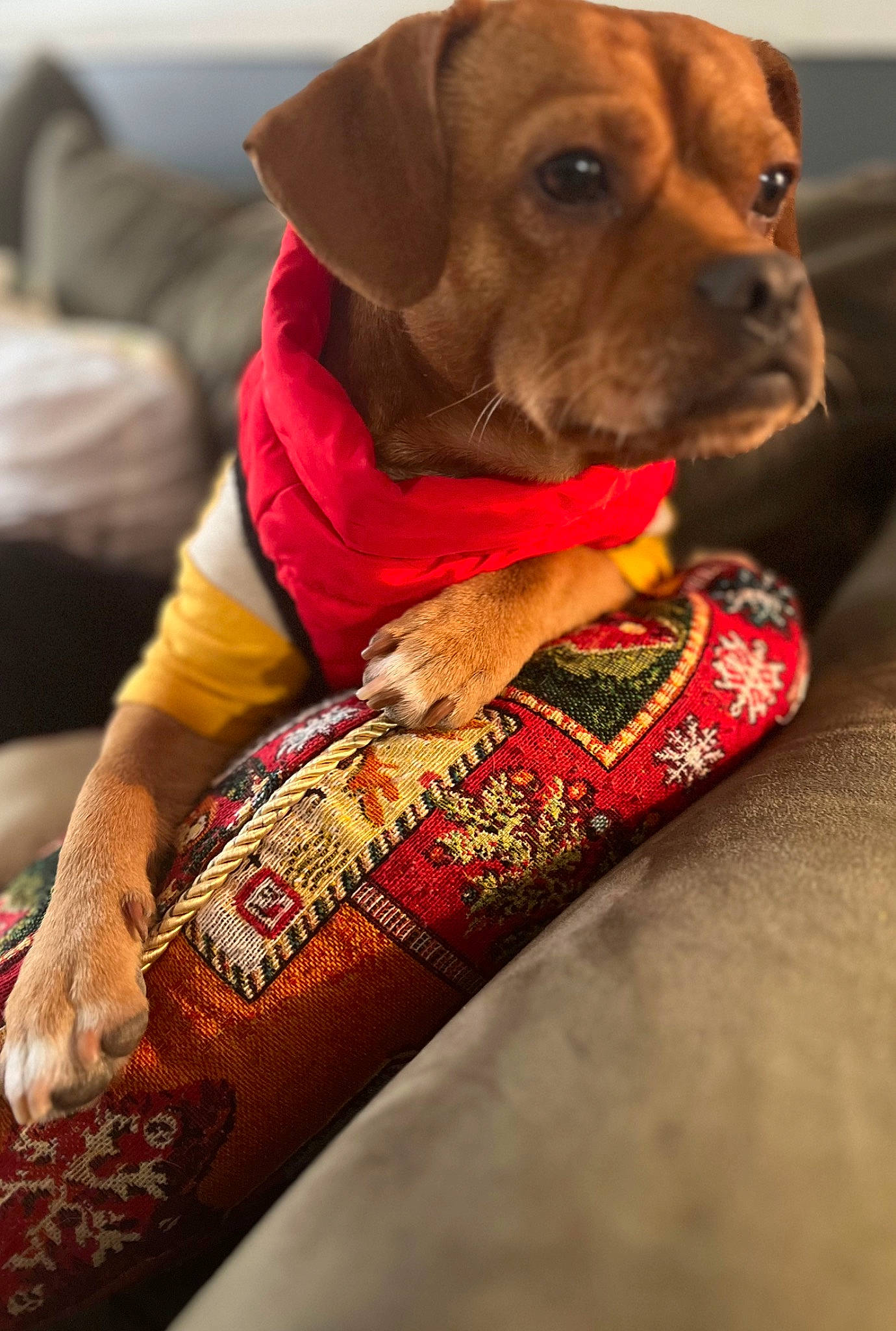 Lexington is registered to the contest to win money with this photo: carnivore, collar, comfort, companion_dog, dog, dog_breed, dog_clothes, dog_collar, dog_supply, elbow, fawn, linens, liver, pattern, pet_supply, sleeve, snout, sporting_group, whiskers, working_animal