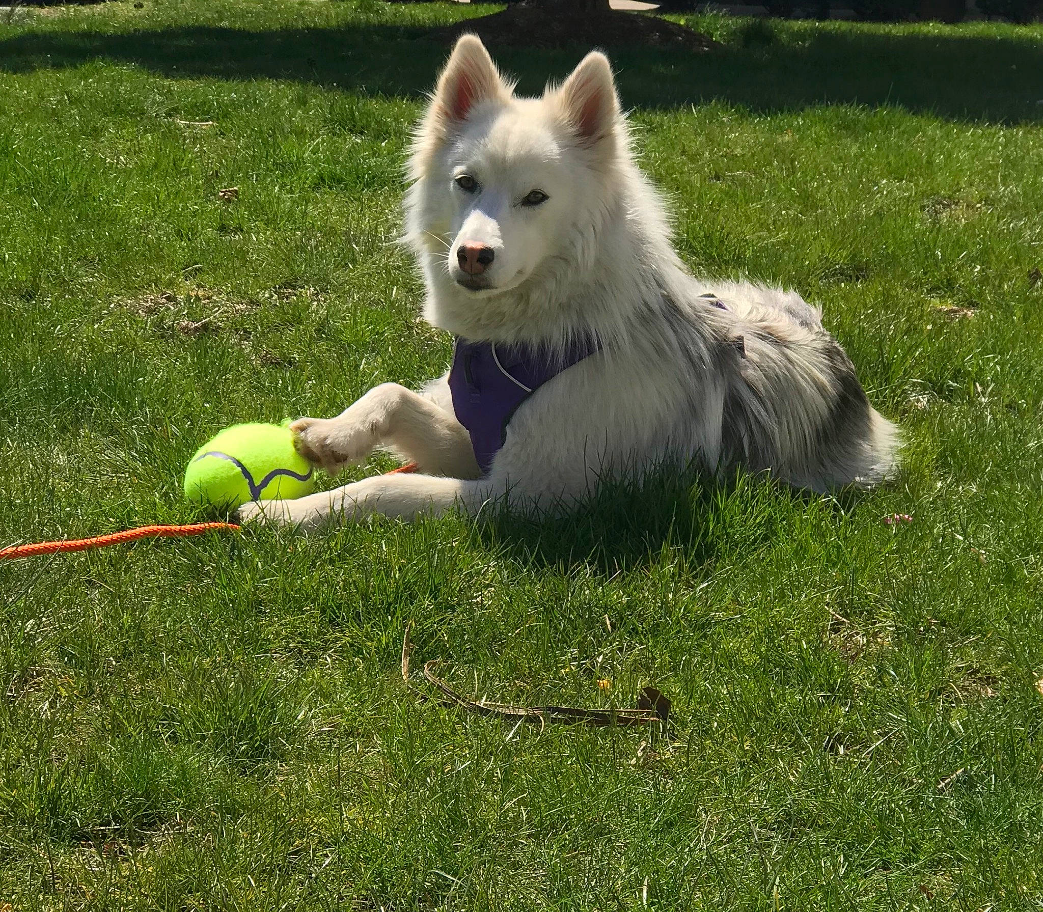 Zena is registered to the contest to win money with this photo: ball, canidae, canis, canis_lupus_tundrarum, carnivore, companion_dog, dog, dog_breed, dog_toy, flying_disc, fur, grass, grass_family, lawn, playing_sports, sports_toy, tennis_ball, tennis_equipment, wolf, working_dog