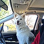 Zena is registered to the contest to win money with this photo: american_eskimo_dog, berger_blanc_suisse, canidae, car, carnivore, companion_dog, dog, dog_breed, kintamani, korean_jindo_dog, mammal, non_sporting_group, rare_breed_dog, samoyed, spitz, vehicle, vertebrate, white_shepherd, working_dog