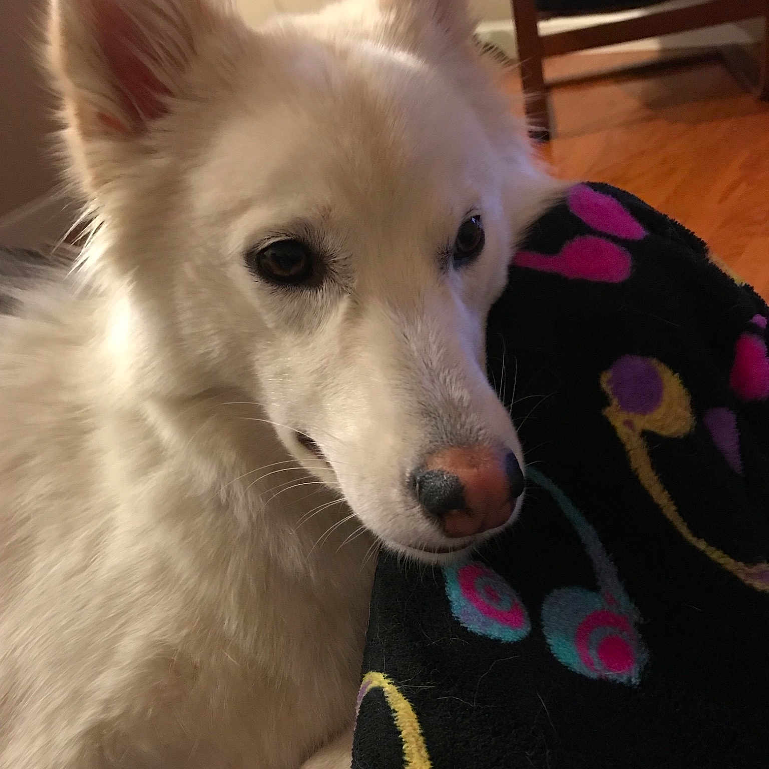 Zena