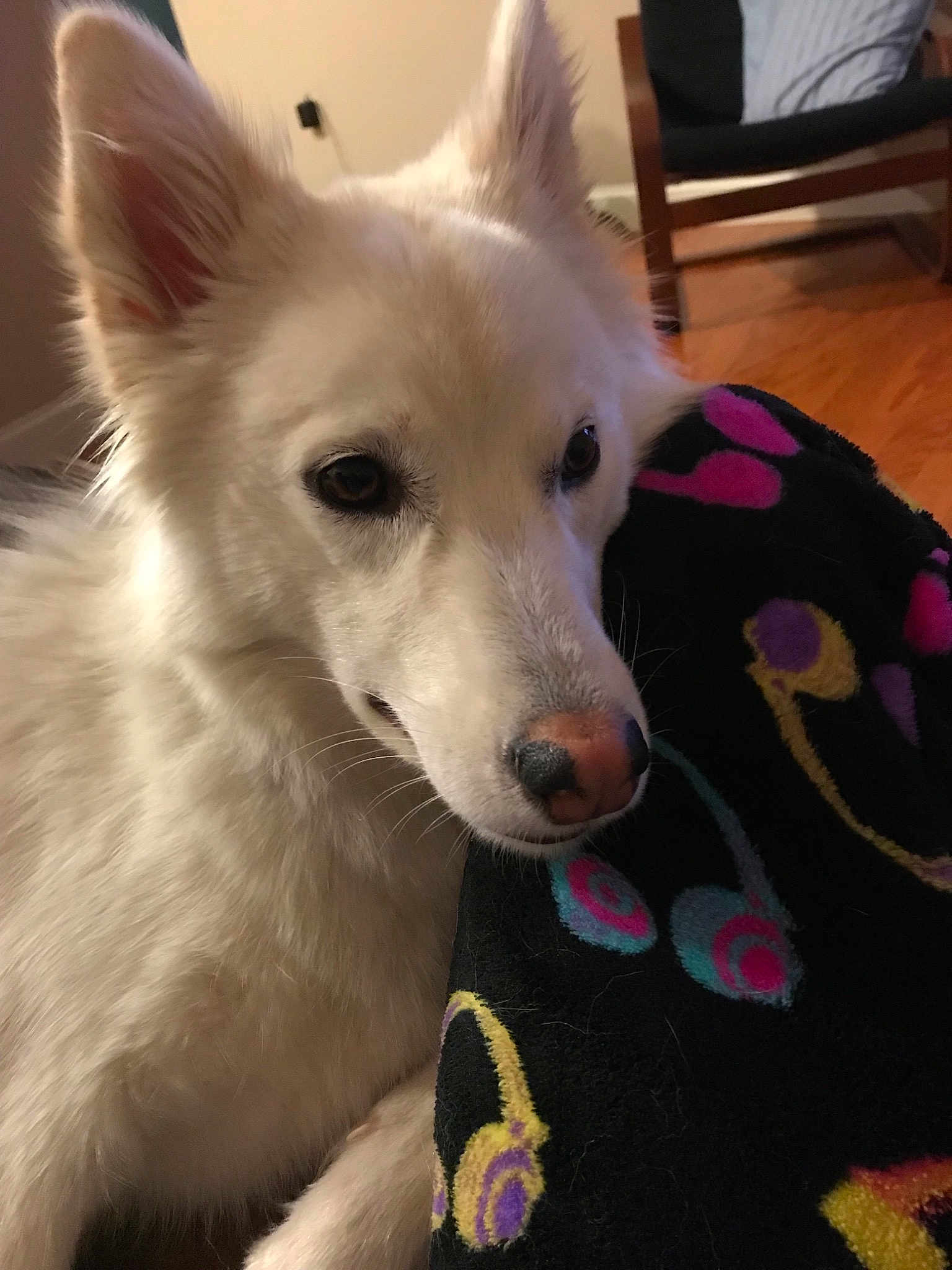 Zena