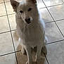 Zena is registered to the contest to win money with this photo: american_eskimo_dog, berger_blanc_suisse, canaan_dog, canadian_eskimo_dog, canidae, carnivore, dog, dog_breed, german_spitz_mittel, indian_spitz, japanese_spitz, kintamani, korean_jindo_dog, mammal, non_sporting_group, pungsan_dog, rare_breed_dog, samoyed, vertebrate, white_shepherd