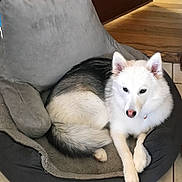 Zena joined the competition — help win amazing prizes! berger_blanc_suisse, canadian_eskimo_dog, canidae, carnivore, dog, dog_breed, indian_spitz, kishu, korean_jindo_dog, mammal, non_sporting_group, samoyed, siberian_husky, vertebrate, whiskers, white_shepherd, wolfdog