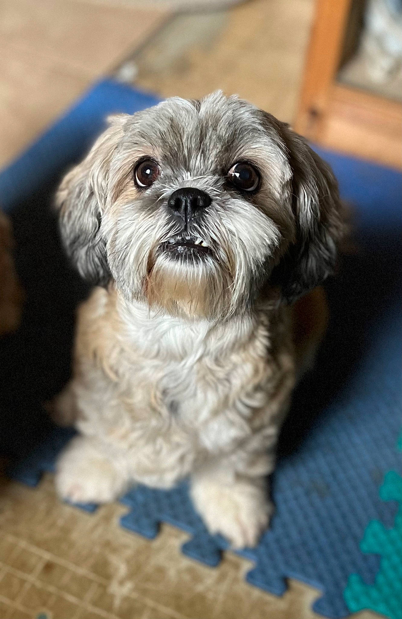 Bell is registered to the contest to win money with this photo: canidae, carnivore, companion_dog, dog, dog_breed, eye, fawn, fur, liver, maltepoo, shih_poo, shih_tzu, small_terrier, snout, sporting_group, terrestrial_animal, terrier, toy_dog, whiskers, working_animal