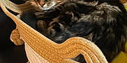 Willow a rejoint le concours — aidez-le/la à gagner de superbes lots ! animal, basket, blanket, cat, closeup, comfortable, cozy, cute, domestic, feline, fur, home, indoor, patterned, pet, relaxing, resting, sleeping, tabby, woven