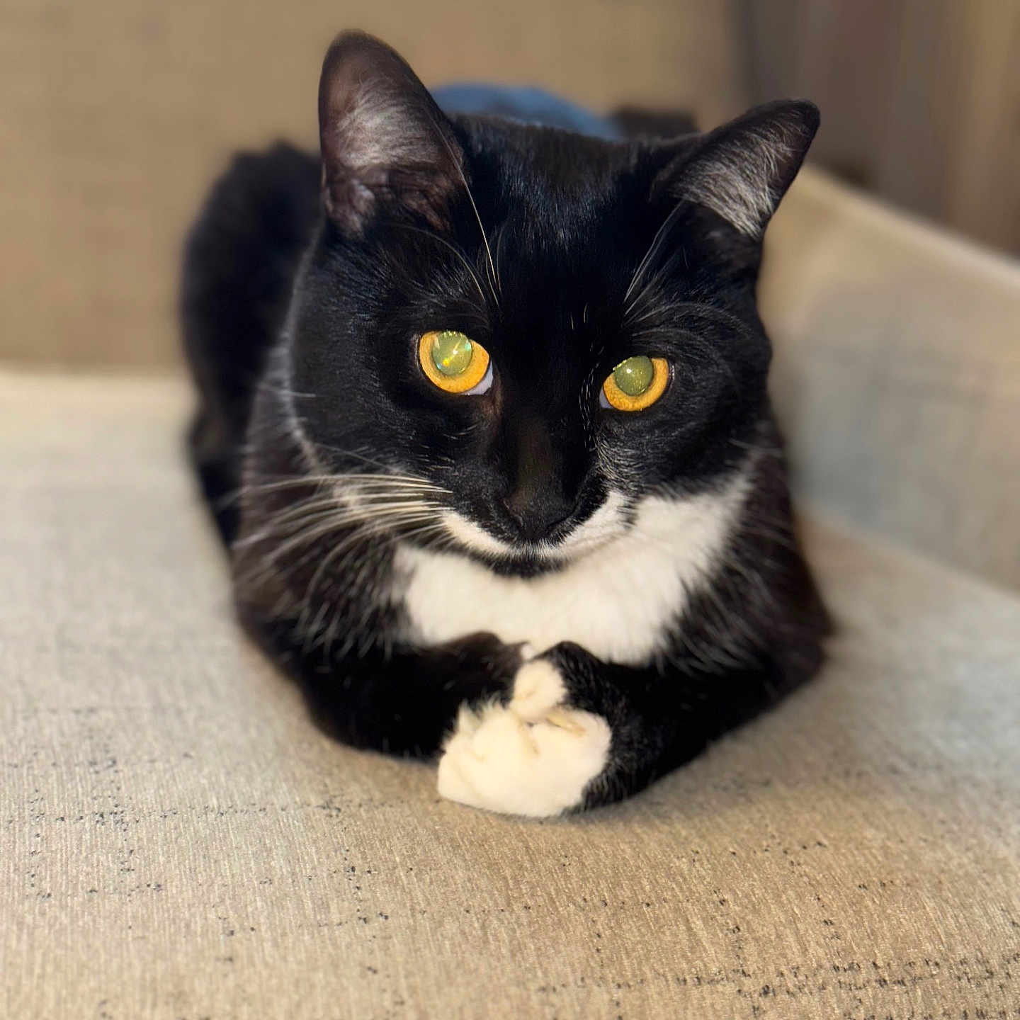 Cleo is registered to the contest to win money with this photo: cat, tuxedo_cat, black_and_white, pet, animal, feline, golden_eyes, whiskers, paws, resting, indoor, soft_texture, fabric, close_up, portrait, cute, calm, domestic_cat, relaxed, fur