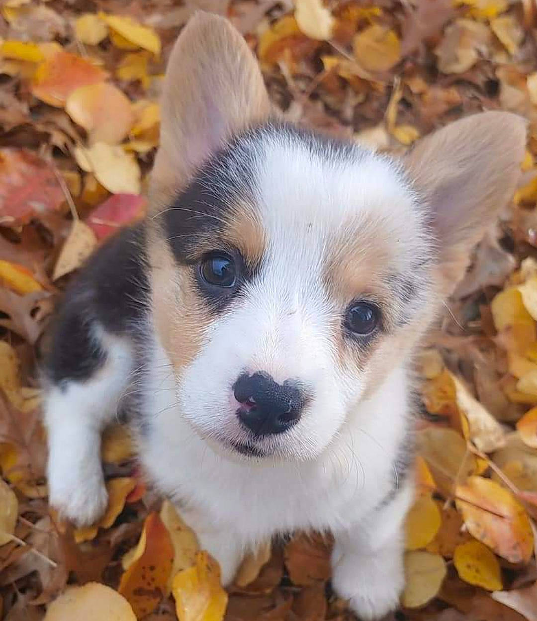 Sophie joined the competition — help win amazing prizes! ancient_dog_breeds, canidae, carnivore, companion_dog, dog, dog_breed, fur, grass, herding_dog, non_sporting_group, puppy, snout, sporting_group, terrestrial_animal, whiskers, working_animal, working_dog