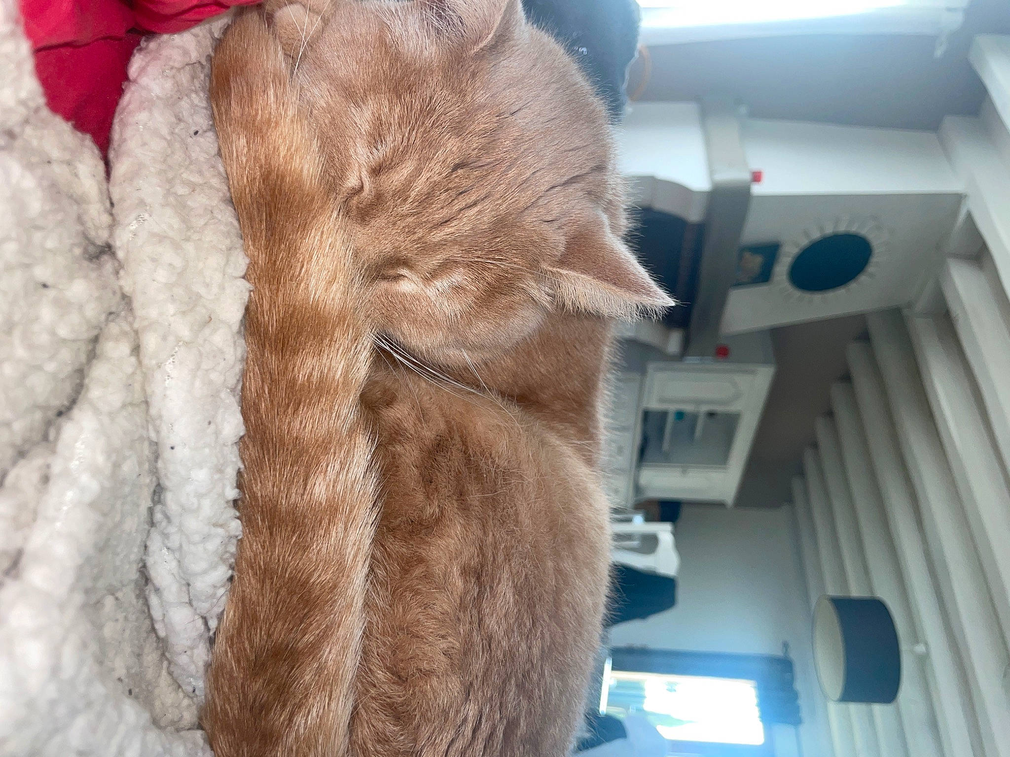 Kamel a rejoint le concours — aidez-le/la à gagner de superbes lots ! comfort, eye, fawn, felidae, fur, fur_clothing, hat, human_body, human_leg, jacket, leg, linens, sleeve, small_to_medium_sized_cats, snout, stuffed_toy, tail, tree, whiskers, wool