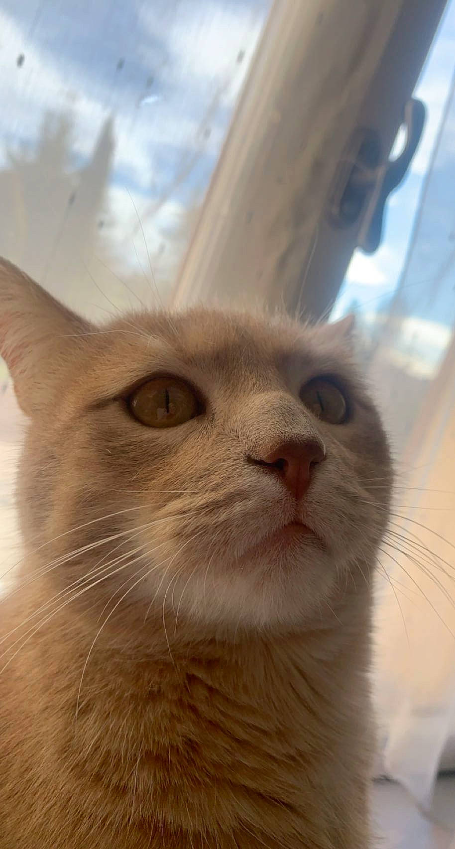 Kamel participe au concours pour gagner de l'argent avec cette photo : carnivore, cat, domestic_short_haired_cat, ear, fawn, felidae, fur, small_to_medium_sized_cats, snout, terrestrial_animal, whiskers