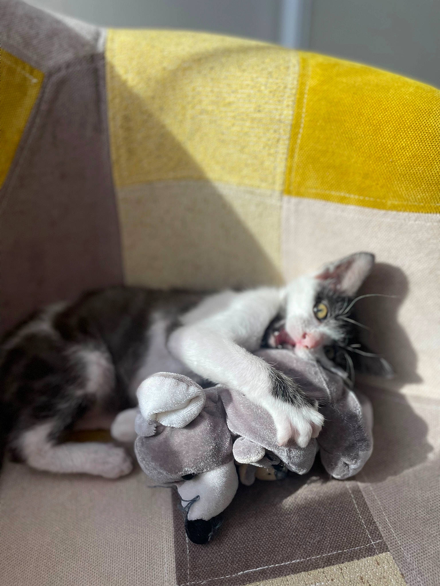 Mya participe au concours pour gagner de l'argent avec cette photo : carmine, carnivore, cat, claw, comfort, domestic_short_haired_cat, fawn, felidae, fur, grey, mammal, nap, paw, small_to_medium_sized_cats, tail, whiskers