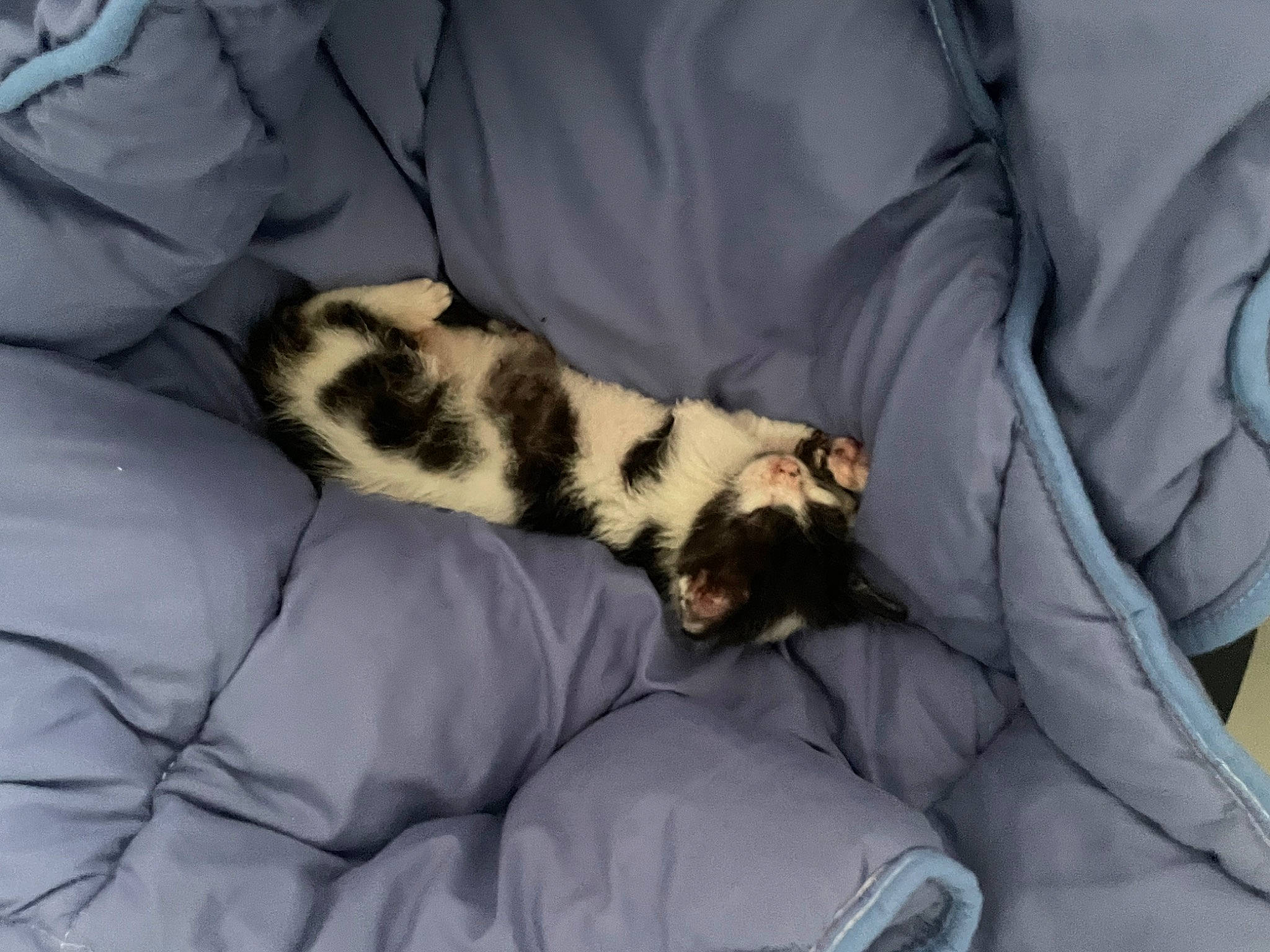 Mya participe au concours pour gagner de l'argent avec cette photo : canidae, carnivore, cat, comfort, domestic_short_haired_cat, duvet, felidae, fur, linens, mammal, nap, room, sleep, small_to_medium_sized_cats, sporting_group, tail, textile, whiskers