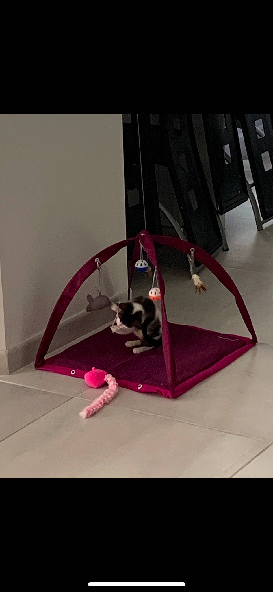 Mya participe au concours pour gagner de l'argent avec cette photo : carmine, carnivore, carpet, cat, felidae, floor, flooring, magenta, metal, rectangle, room, small_to_medium_sized_cats, stairs, tail, tints_and_shades, visual_arts, wood