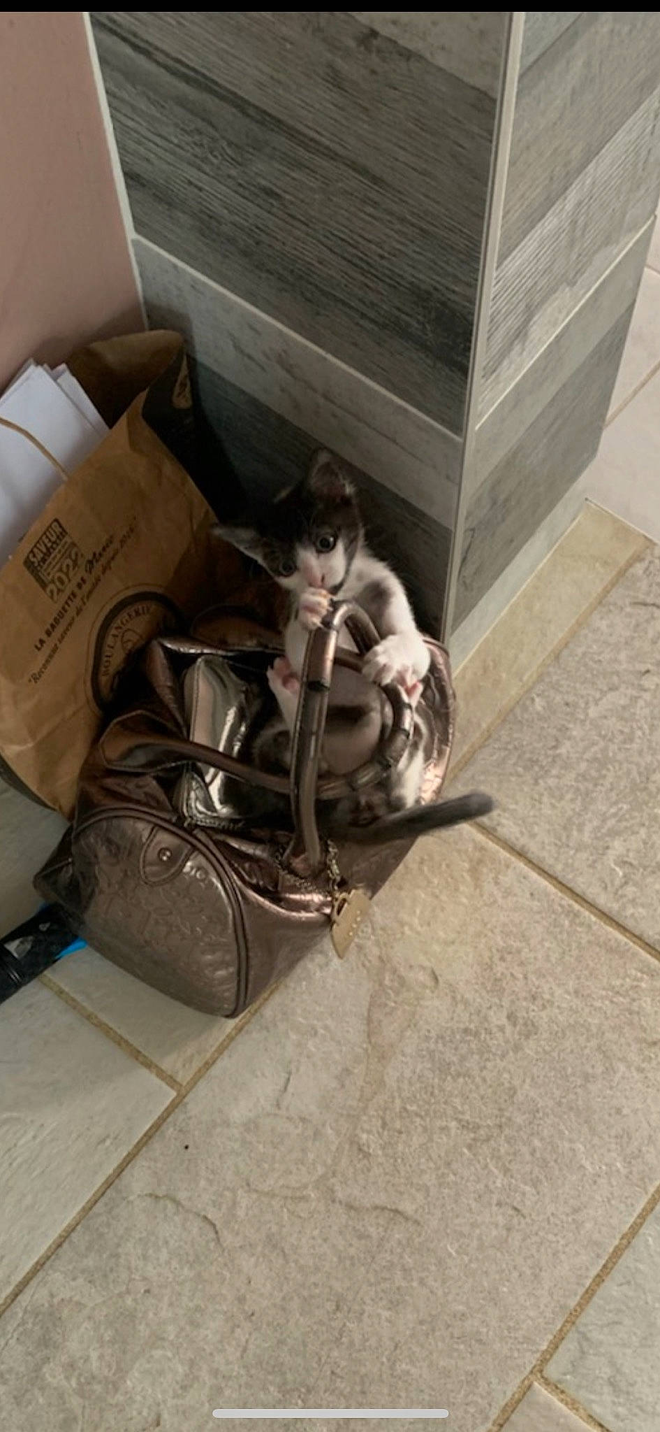 Mya a rejoint le concours — aidez-le/la à gagner de superbes lots ! bag, baggage, box, carnivore, carton, cat, comfort, domestic_short_haired_cat, felidae, flooring, hardwood, human_leg, luggage_and_bags, metal, packaging_and_labeling, shipping_box, small_to_medium_sized_cats, tail, whiskers, wood