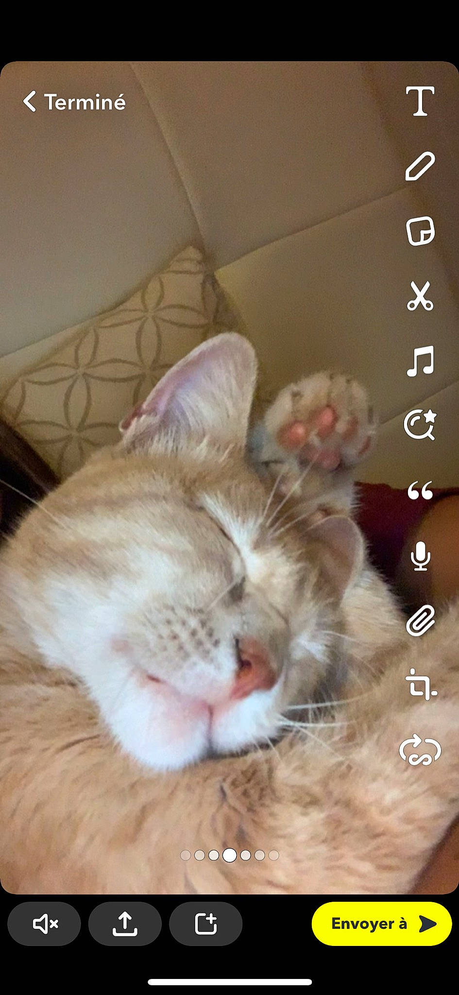 Kamel Ninja a rejoint le concours — aidez-le/la à gagner de superbes lots ! carnivore, cat, claw, comfort, domestic_short_haired_cat, ear, fawn, felidae, font, foot, fur, gesture, happy, nap, paw, photo_caption, small_to_medium_sized_cats, tail, whiskers