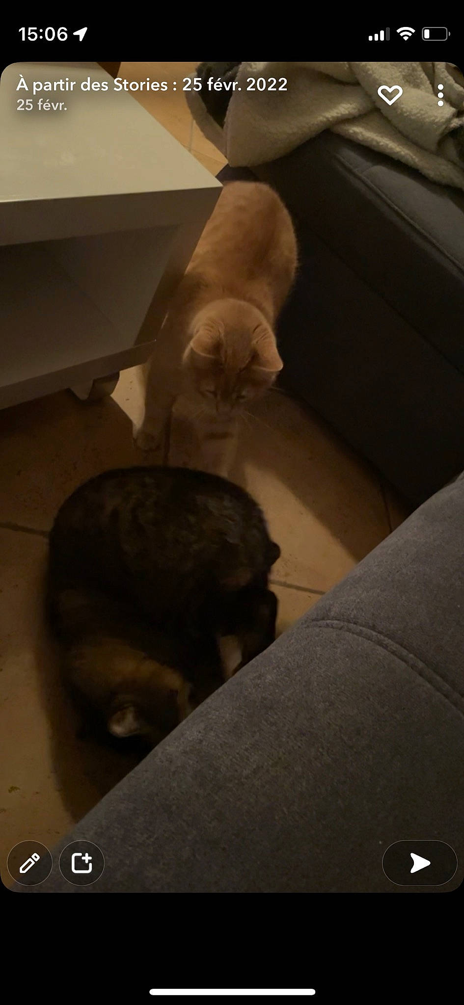 Kamel Ninja a rejoint le concours — aidez-le/la à gagner de superbes lots ! brown, carnivore, cat, comfort, companion_dog, dog, dog_breed, fawn, felidae, floor, flooring, fur, hardwood, liver, snout, sporting_group, tail, whiskers, wood, working_animal