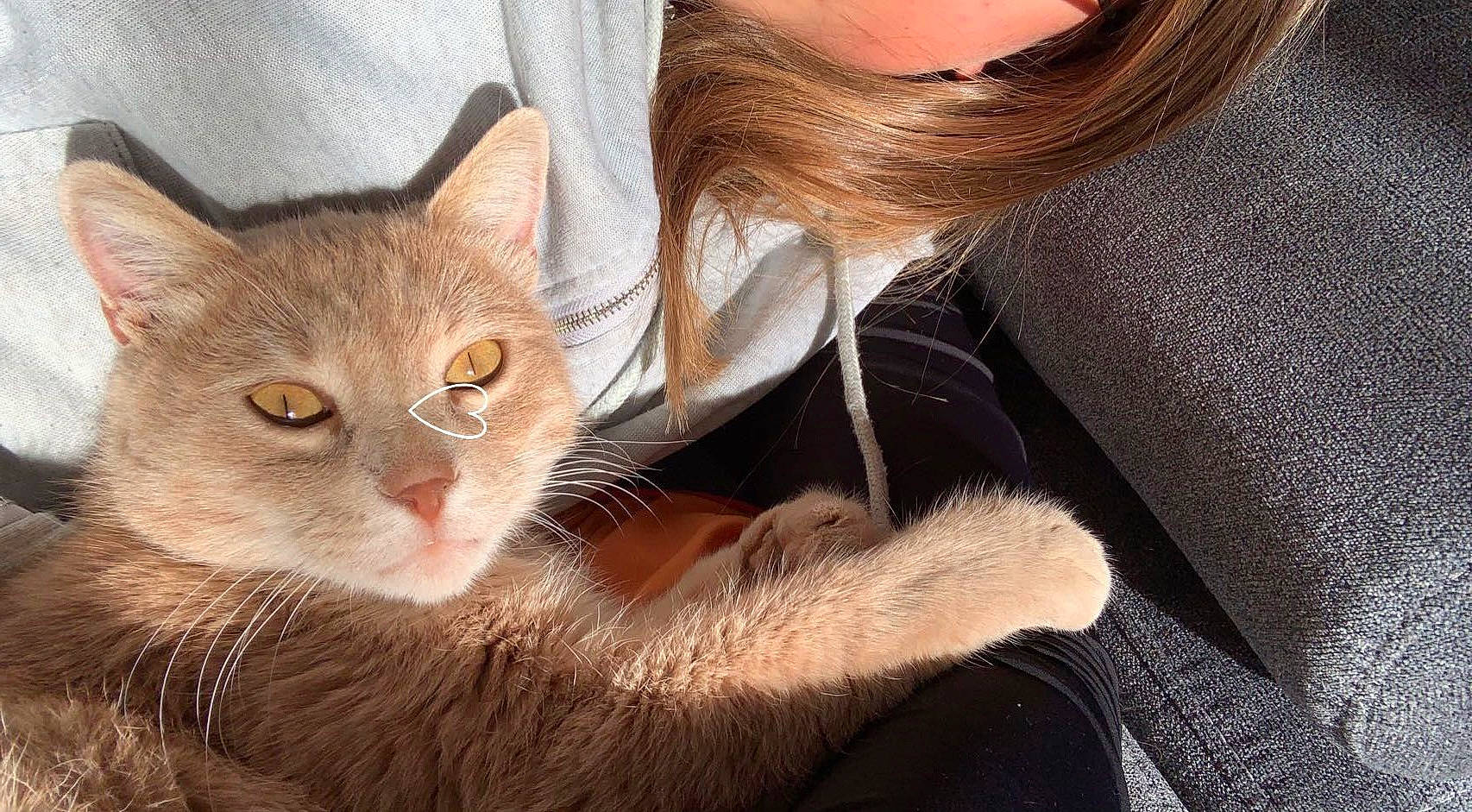 Kamel Ninja a rejoint le concours — aidez-le/la à gagner de superbes lots ! carnivore, cat, close_up, domestic_short_haired_cat, ear, eye, eyelash, eyewear, fawn, felidae, fur, gesture, hair, head, human_body, nose, skin, small_to_medium_sized_cats, sunglasses, whiskers