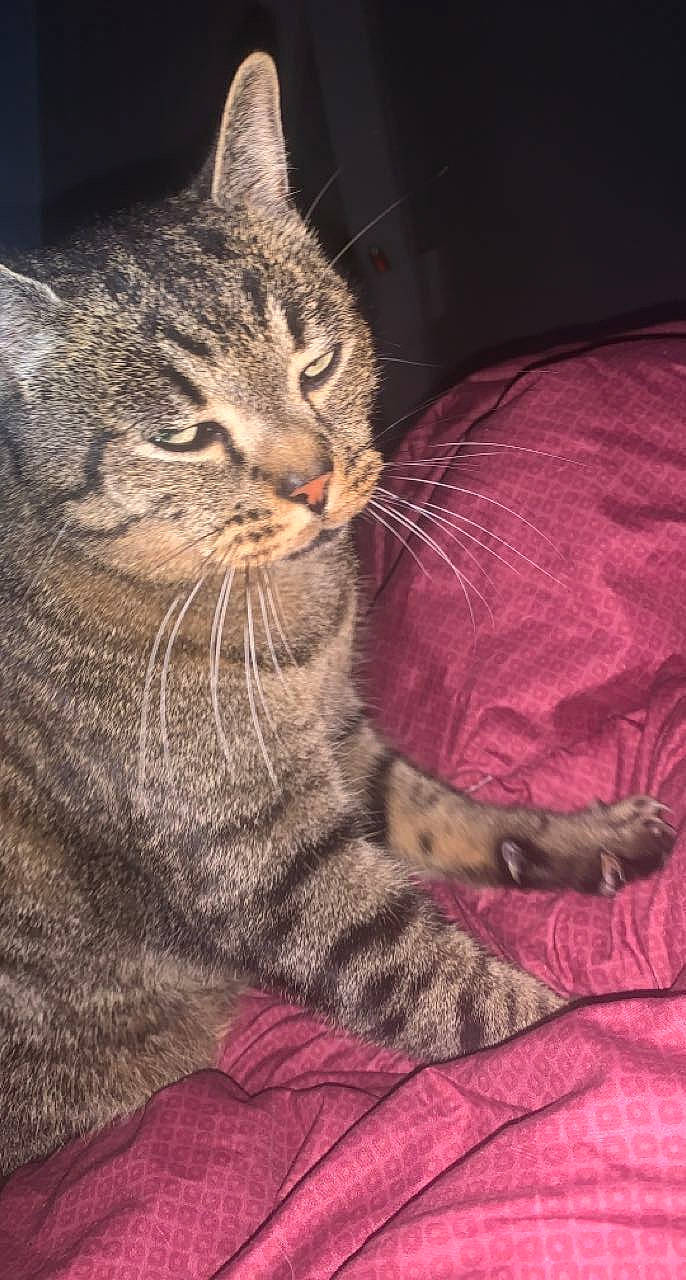 Ninja a rejoint le concours — aidez-le/la à gagner de superbes lots ! carnivore, cat, claw, comfort, domestic_short_haired_cat, felidae, fur, paw, small_to_medium_sized_cats, tail, terrestrial_animal, whiskers, wildlife