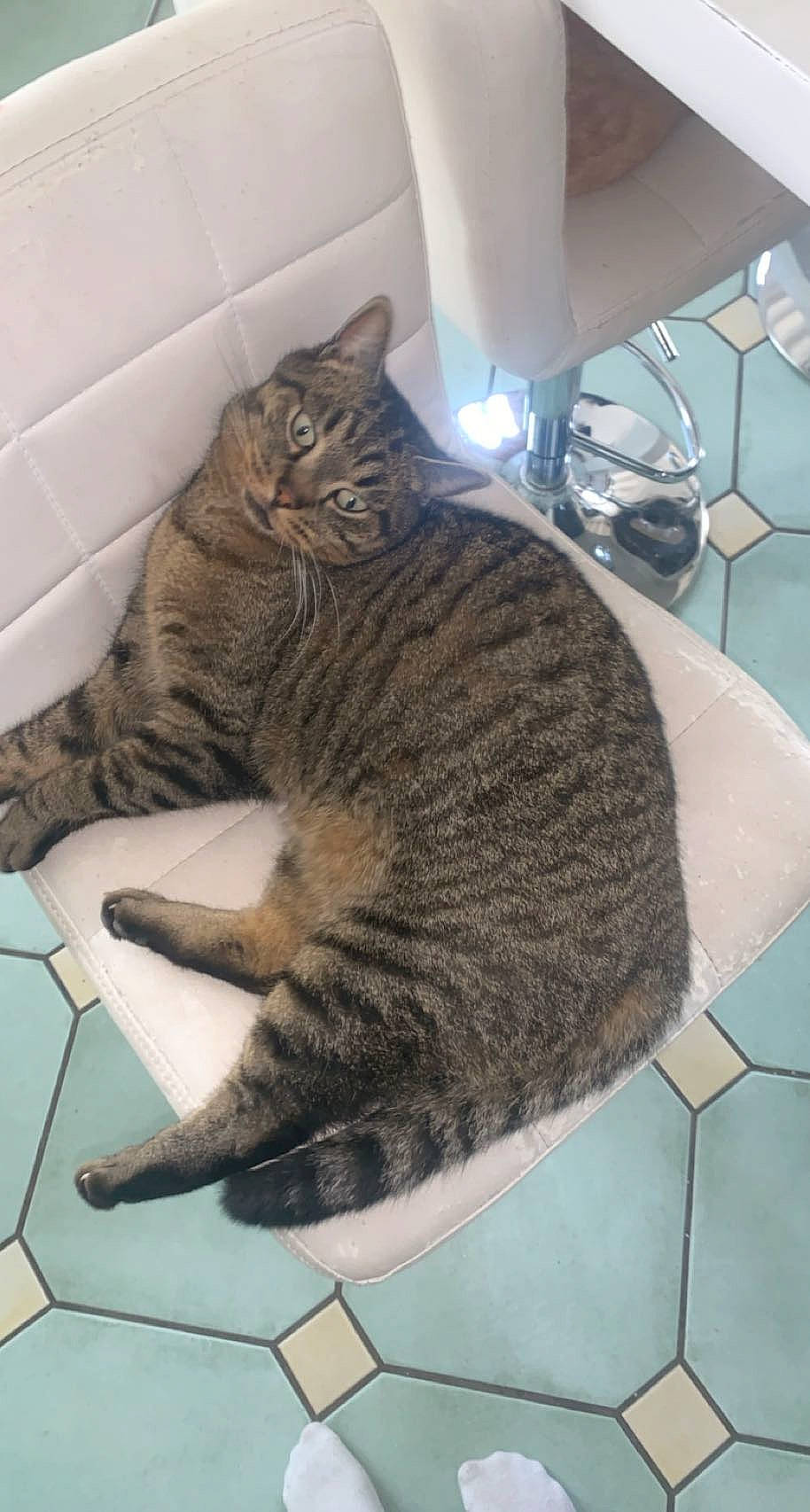 Ninja a rejoint le concours — aidez-le/la à gagner de superbes lots ! carnivore, cat, claw, comfort, domestic_short_haired_cat, felidae, flooring, fur, grey, paw, plate, serveware, small_to_medium_sized_cats, snout, tableware, tail, terrestrial_animal, whiskers