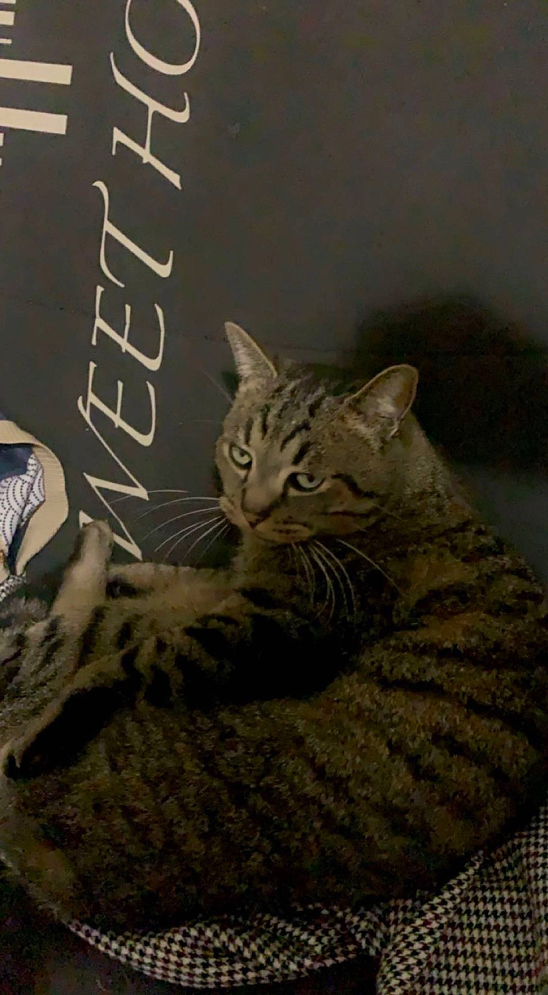 Ninja a rejoint le concours — aidez-le/la à gagner de superbes lots ! carnivore, cat, cat_supply, claw, comfort, domestic_short_haired_cat, felidae, font, fur, grey, paw, photo_caption, sitting, small_to_medium_sized_cats, snout, tail, terrestrial_animal, whiskers