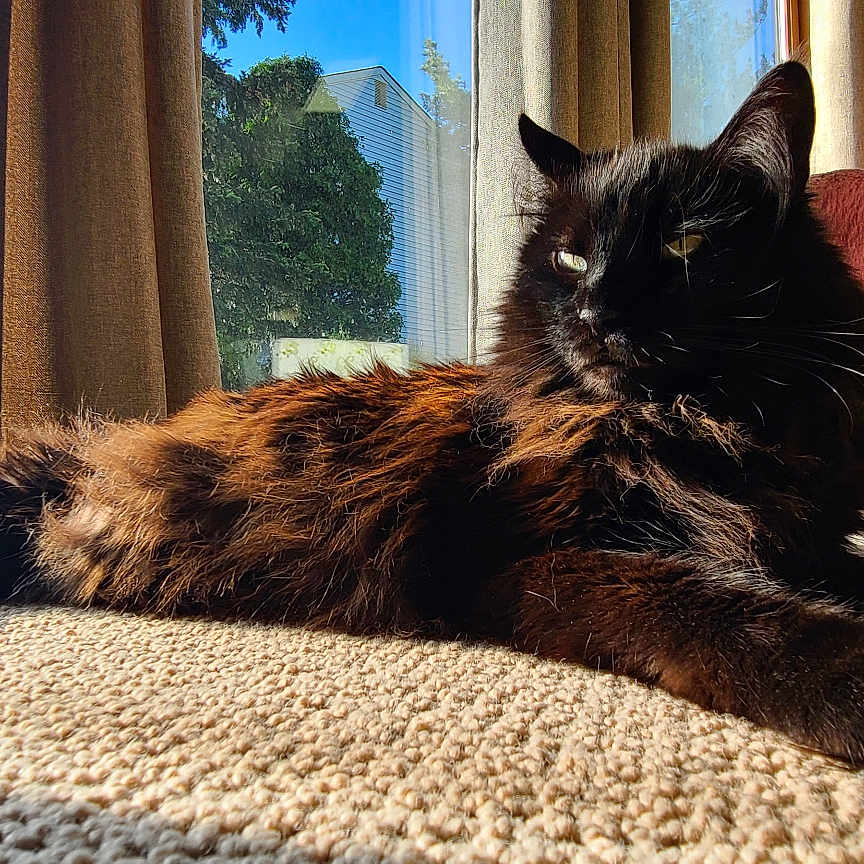 Loki joined the competition — help win amazing prizes! animal, architecture, blackcat, building, cat, chair, couch, curtain, cushion, furniture, hardwood, homedecor, indoors, kitten, livingroom, manx, pet, room, window, wood