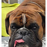 Ulysse a rejoint le concours — aidez-le/la à gagner de superbes lots ! animal, boxer, brown_fur, canine, close_up, cute, dog, domestic_animal, expression, face, fur, green_blanket, indoor, pet, portrait, resting, sleepy, table_surface, tongue_out, wrinkled_face