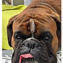 animal, boxer, brown_fur, canine, close_up, cute, dog, domestic_animal, expression, face, fur, green_blanket, indoor, pet, portrait, resting, sleepy, table_surface, tongue_out, wrinkled_face
