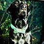 dog, black_dog, bow_tie, pet, canine, animal, portrait, outdoor, leaves, plants, nature, fur, collar, looking_away, mammal, domestic_animal, side_lighting, closeup, garden, green