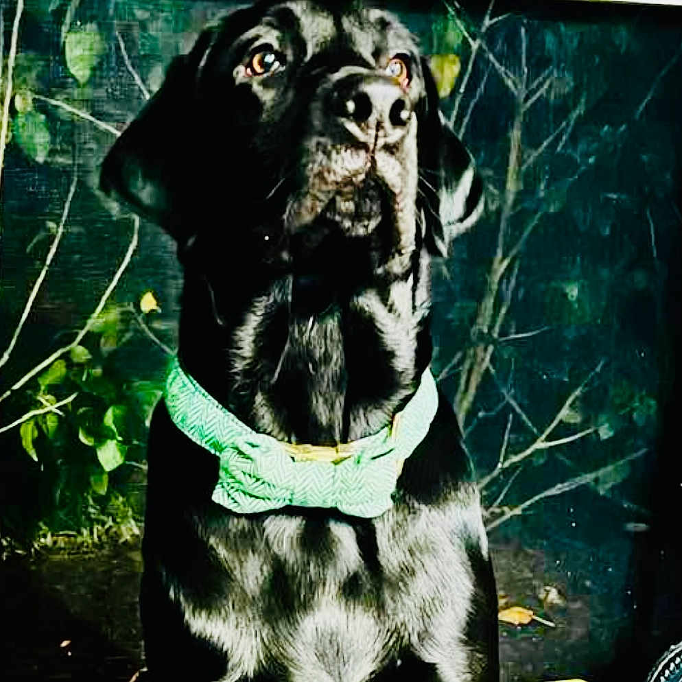 Archie is registered to the contest to win money with this photo: animal, black_dog, bow_tie, canine, closeup, collar, dog, domestic_animal, fur, garden, green, leaves, looking_away, mammal, nature, outdoor, pet, plants, portrait, side_lighting