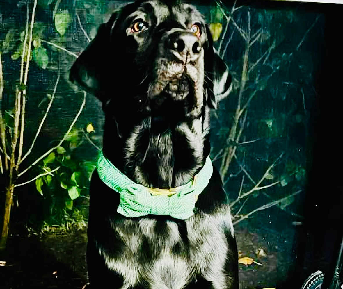 Archie