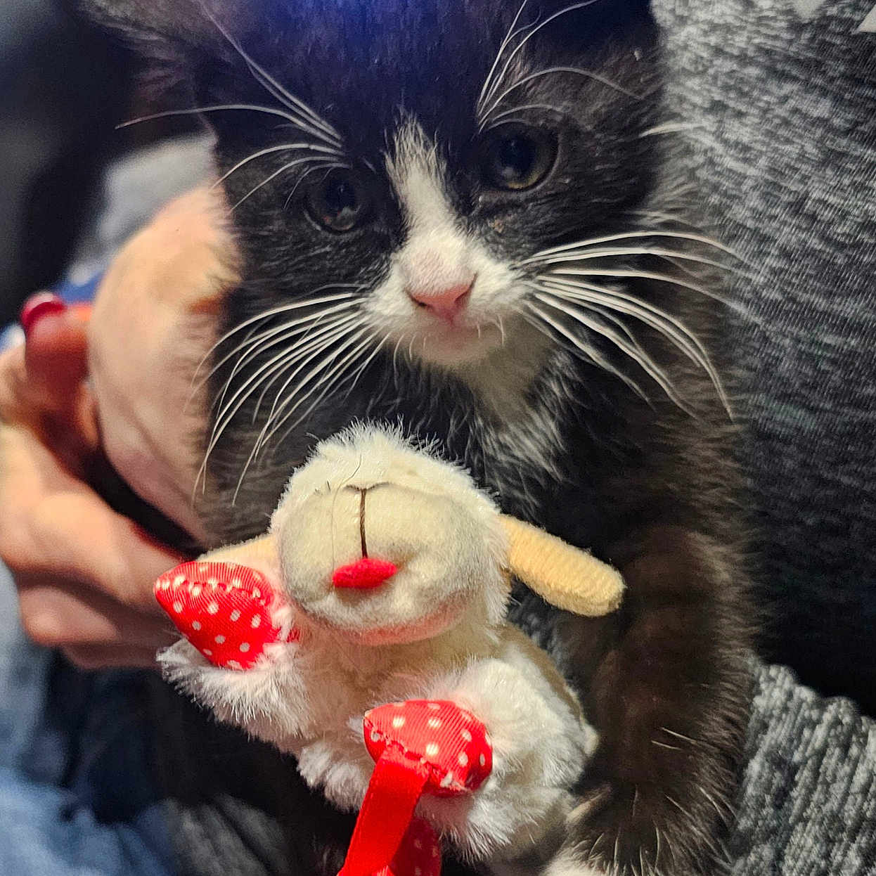 Stormy is registered to the contest to win money with this photo: adorable, animal, black_and_white, cat, close_up, cozy, cute, furry, hand, holding, indoor, kitten, pet, plush_toy, polka_dots, red, small, soft, whiskers, young
