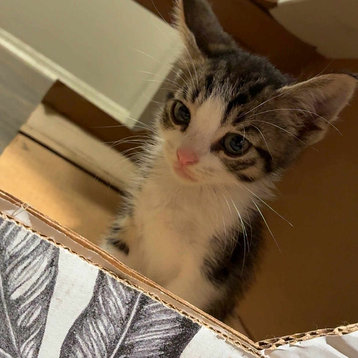Zelda