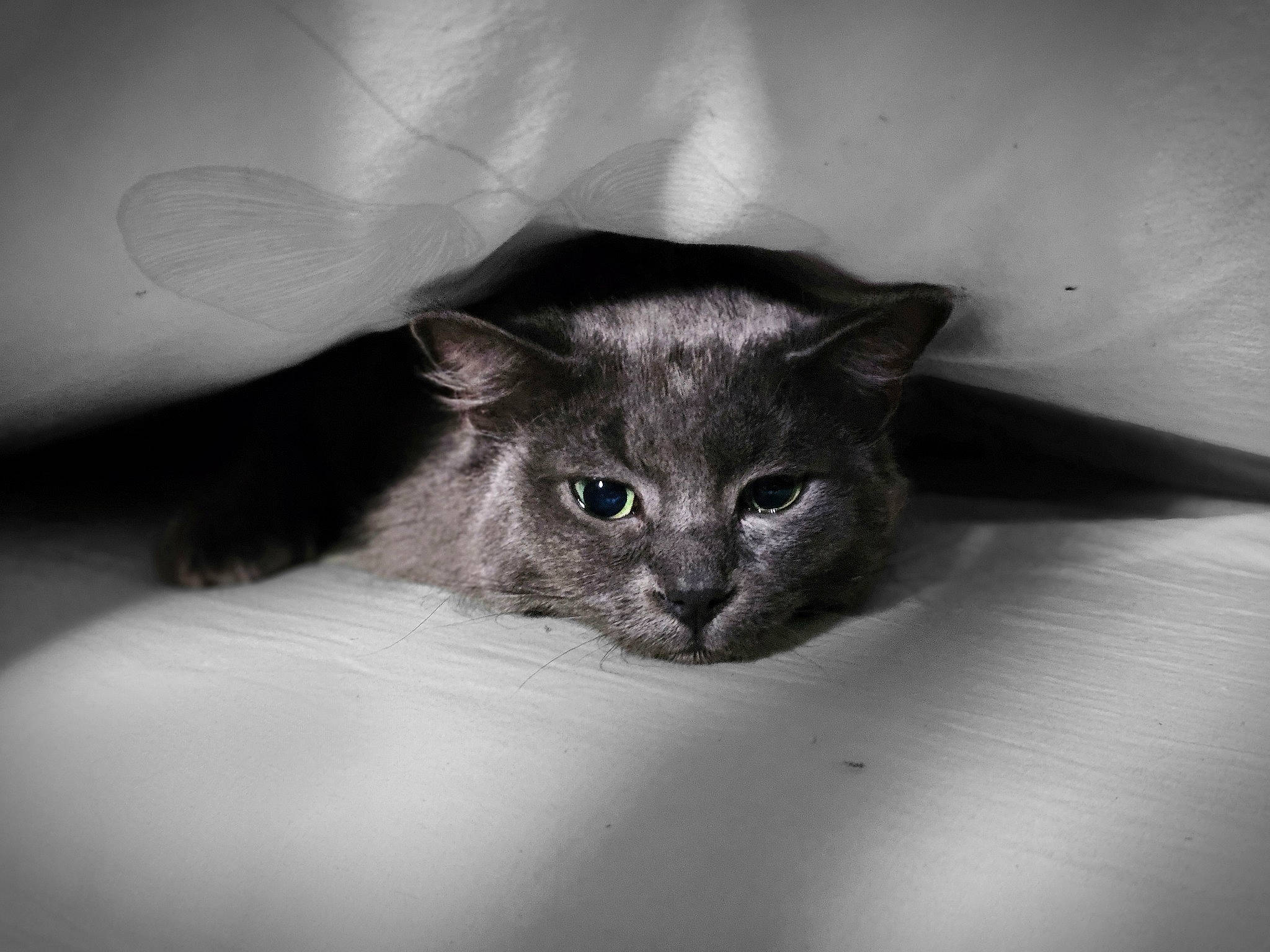 Bowie joined the competition — help win amazing prizes! black_cat, carnivore, cat, comfort, darkness, domestic_short_haired_cat, ear, felidae, fur, grey, iris, monochrome, monochrome_photography, small_to_medium_sized_cats, snout, whiskers