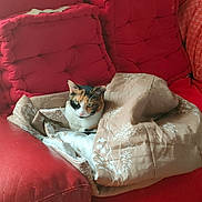 Praline participe au concours pour gagner de l'argent avec cette photo : animal, blanket, calico_cat, calm, cat, comfort, cozy, curious, cute, domestic_animal, furniture, home, indoor, living_room, pet, red_couch, relaxation, resting, seated, soft_furnishing