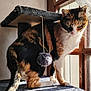 Praline a rejoint le concours — aidez-le/la à gagner de superbes lots ! animal, calico_cat, cat, cat_tree, cozy, curtain, dangle, feline, fur, home, indoor, pet, playful, shadow, sunlight, sunlight_glow, toy_ball, whiskers, window, wood