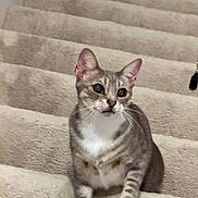 Bucky is registered to the contest to win money with this photo: cat, stairs, carpet, pet, feline, animal, whiskers, curious, indoor, tabby, white_paws, ears, eyes, sitting, looking_up, cute, domestic, fur, mammal, house
