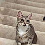 cat, stairs, carpet, pet, feline, animal, whiskers, curious, indoor, tabby, white_paws, ears, eyes, sitting, looking_up, cute, domestic, fur, mammal, house