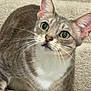 Bucky is registered to the contest to win money with this photo: cat, animal, pet, feline, indoor, carpet, curious, whiskers, ears, fur, striped, white_chest, closeup, looking_up, cute, domestic_cat, soft_lighting, texture, mammal, young_cat