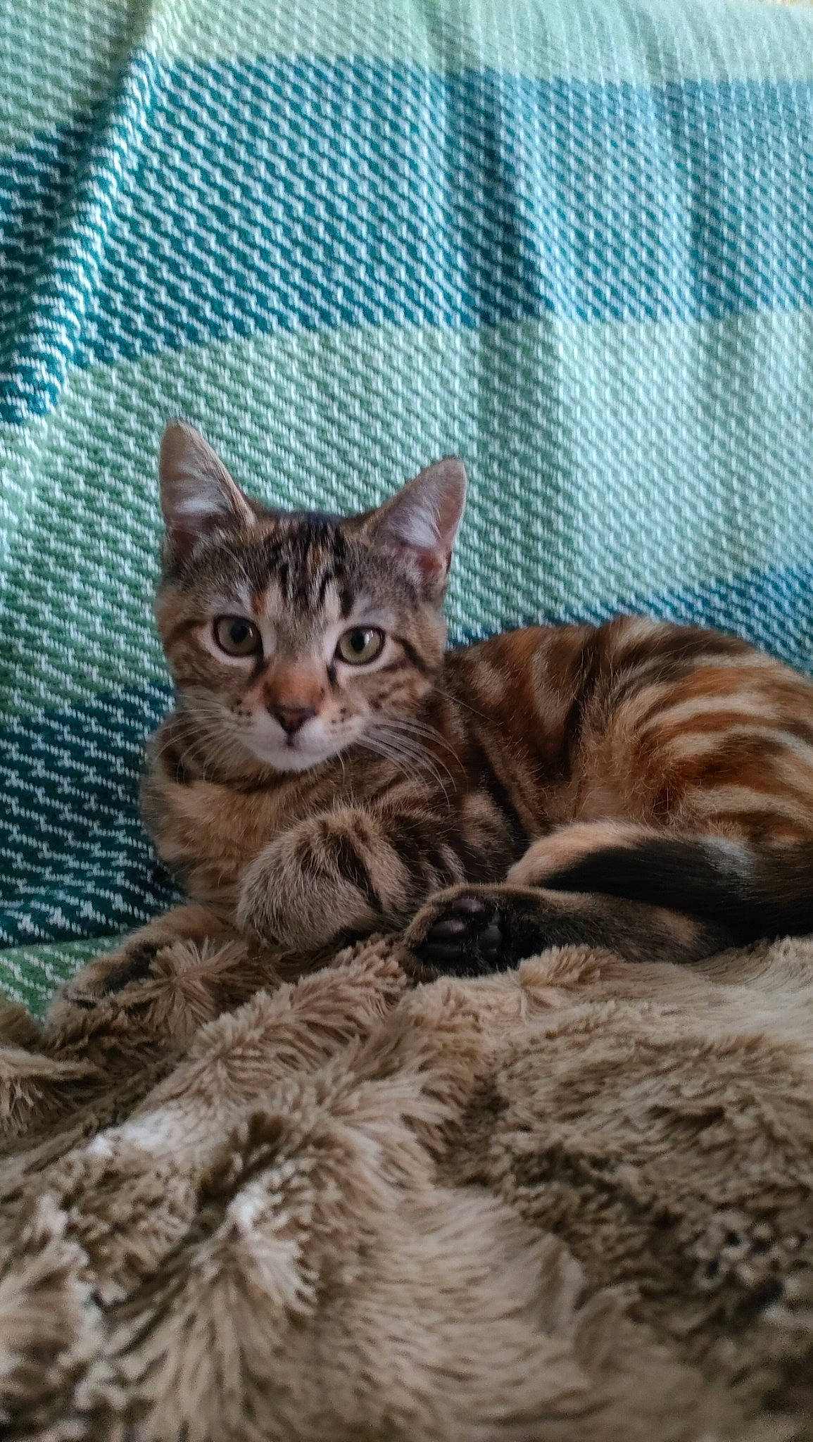 Nounoulle a rejoint le concours — aidez-le/la à gagner de superbes lots ! carnivore, cat, claw, comfort, domestic_short_haired_cat, fawn, felidae, fur, mammal, nap, paw, sitting, small_to_medium_sized_cats, snout, tail, terrestrial_animal, tree, vertebrate, whiskers, wildlife