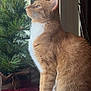 cat, orange_tabby, white_chest, sitting, windowsill, pine_tree, holiday_decor, indoor, natural_light, fur, pet, animal, side_view, curious, cozy, domestic_cat, window, tree, decorations, quiet