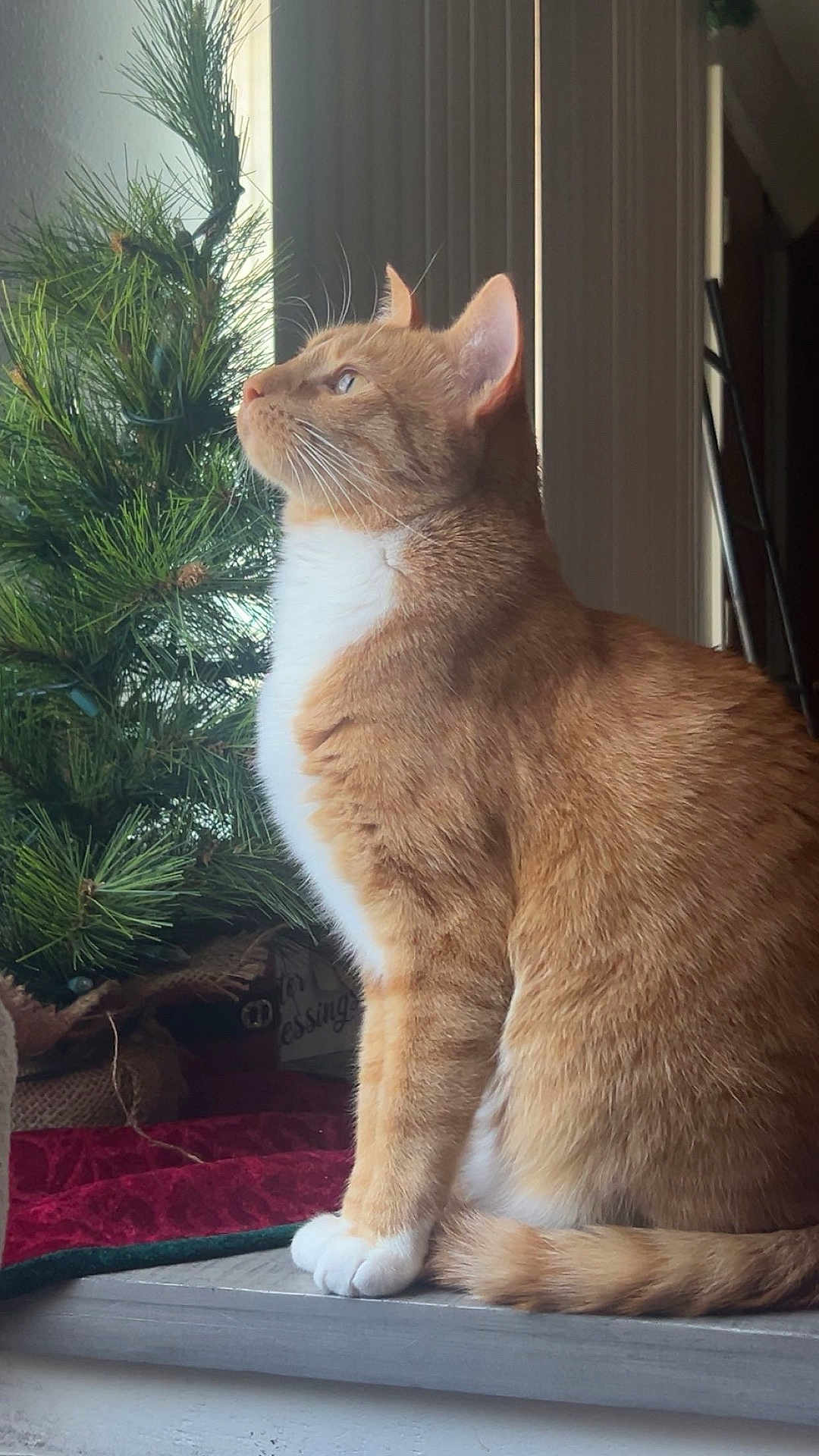 Penelope joined the competition — help win amazing prizes! cat, orange_tabby, white_chest, sitting, windowsill, pine_tree, holiday_decor, indoor, natural_light, fur, pet, animal, side_view, curious, cozy, domestic_cat, window, tree, decorations, quiet